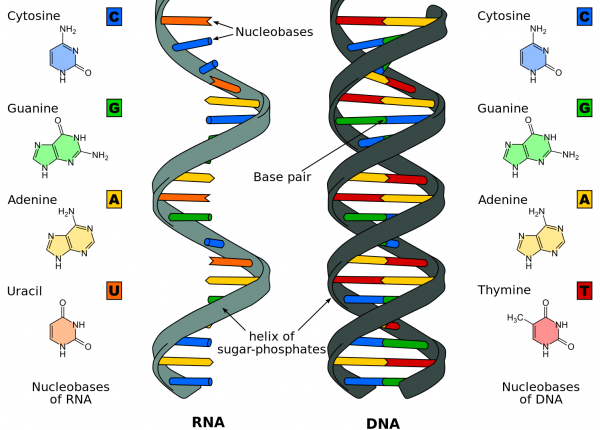 18.8  עולם ה- RNA